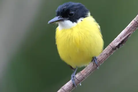 Black-headed Tody-Flycatcher