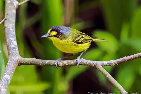 Yellow-lored Tody-Flycatcher