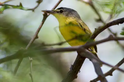 Maracaibo Tody-Flycatcher