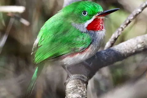 Narrow-billed Tody