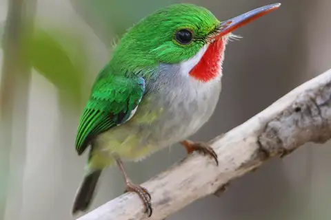 Puerto Rican Tody