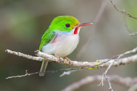 Cuban Tody