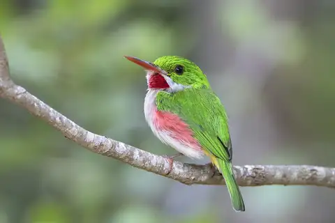 Broad-billed Tody