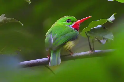 Jamaican Tody