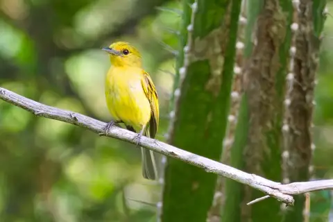 Ochre-lored Flatbill
