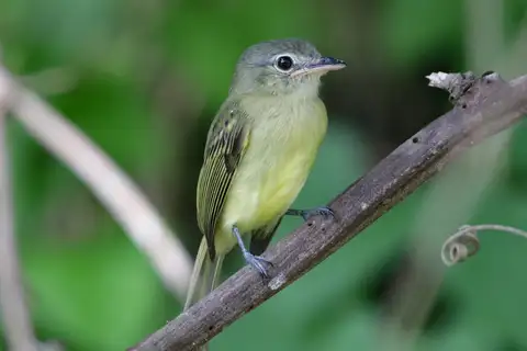 Yellow-winged Flatbill