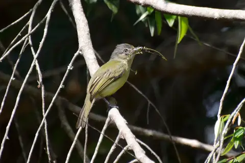 Grey-crowned Flatbill