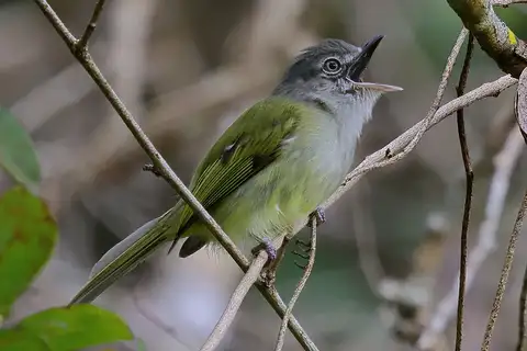 Yellow-olive Flatbill