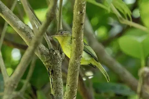 Orange-eyed Flatbill