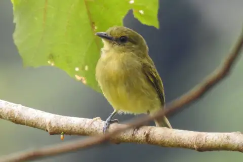 Olive-faced Flatbill