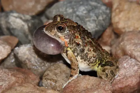 Confused Sand frog