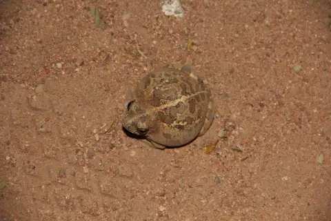 Damaraland Sand Frog
