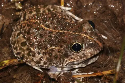 Cape sand frog