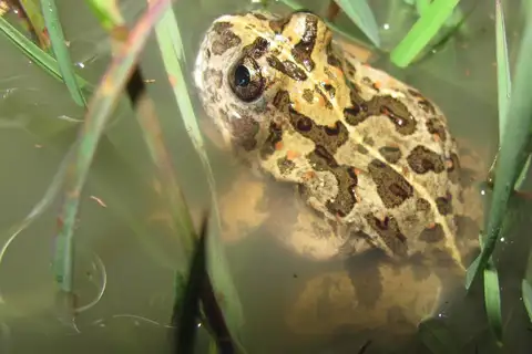 Tomopterna gallmanni