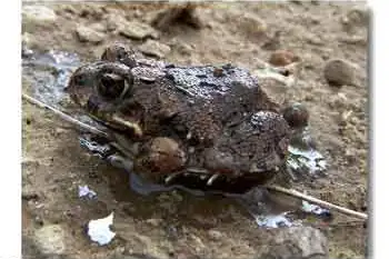 Kachowski's Sand Frog