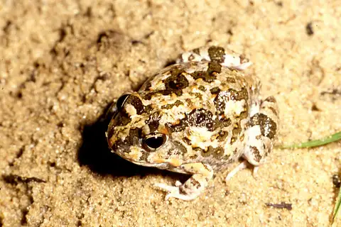 Knocking sand frog