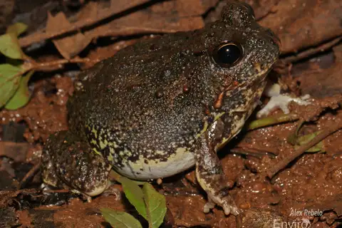 Tomopterna luganga