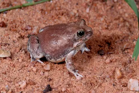 Marbled sand frog