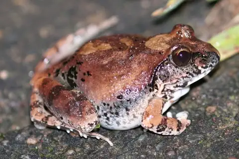 Natal sand frog