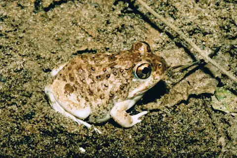 Tandy's sand frog
