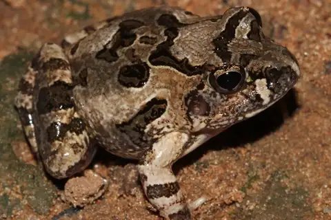 Rough sand frog