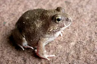 Wamba Sand Frog