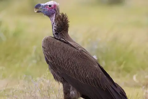 Lappet-faced Vulture