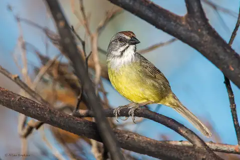 Zapata Sparrow
