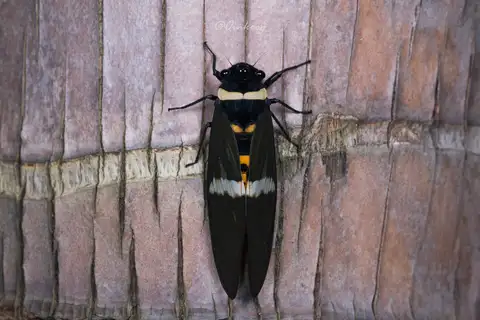 Tosena albata