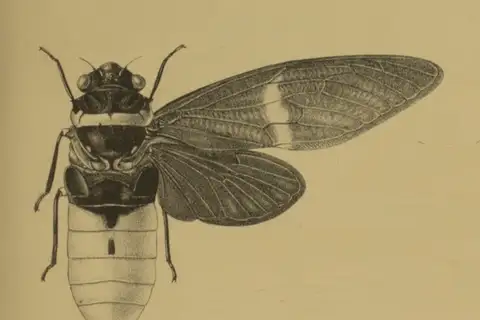 Tosena fasciata