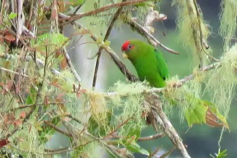 Red-fronted Parrotlet