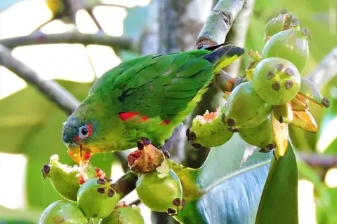 Blue-fronted Parrotlet