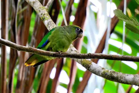 Scarlet-shouldered Parrotlet