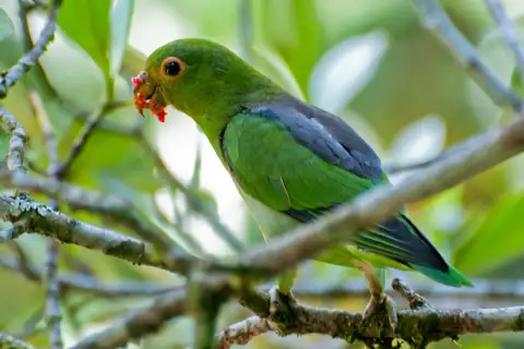 Brown-backed Parrotlet