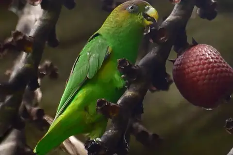 Sapphire-rumped Parrotlet