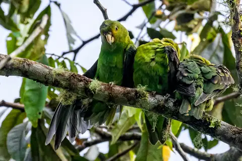 Spot-winged Parrotlet