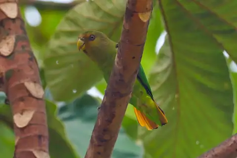 Golden-tailed Parrotlet
