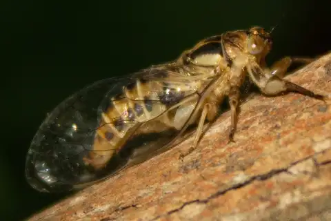 Bent-winged Grass-buzzer