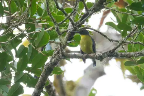 Slaty-headed Longbill