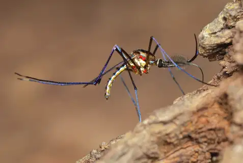 Elephant Mosquito