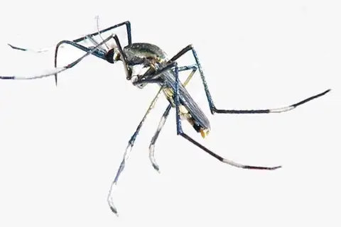 Toxorhynchites speciosus