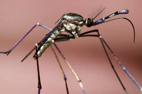Toxorhynchites theobaldi