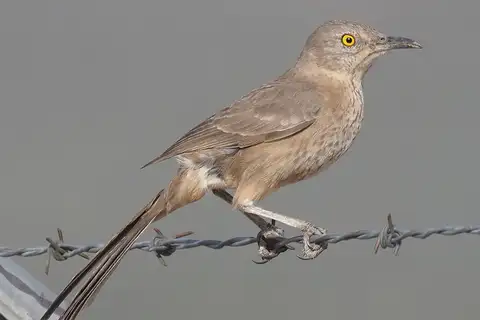 Bendire's Thrasher