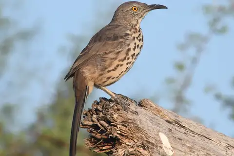 Grey Thrasher