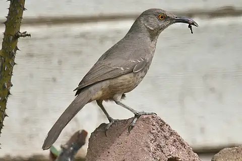 Curve-billed Thrasher