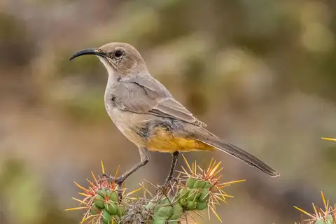 LeConte's Thrasher