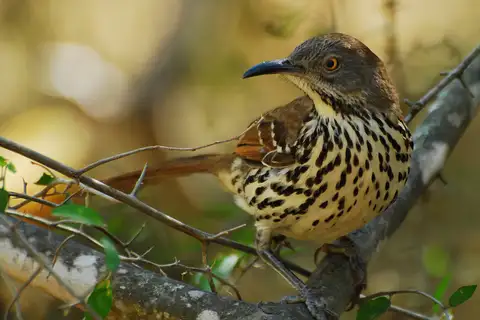 Long-billed Thrasher