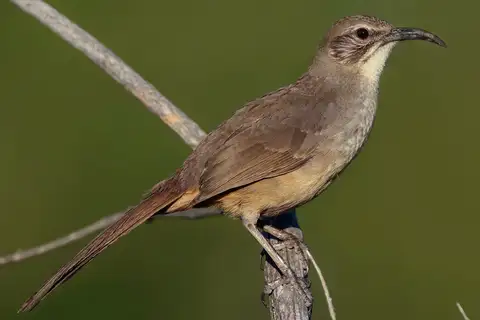 California Thrasher