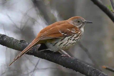 Brown Thrasher