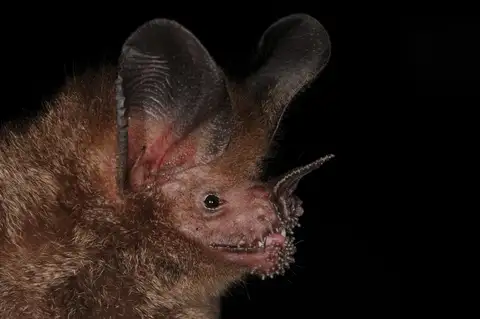 Common Fringe-lipped Bat